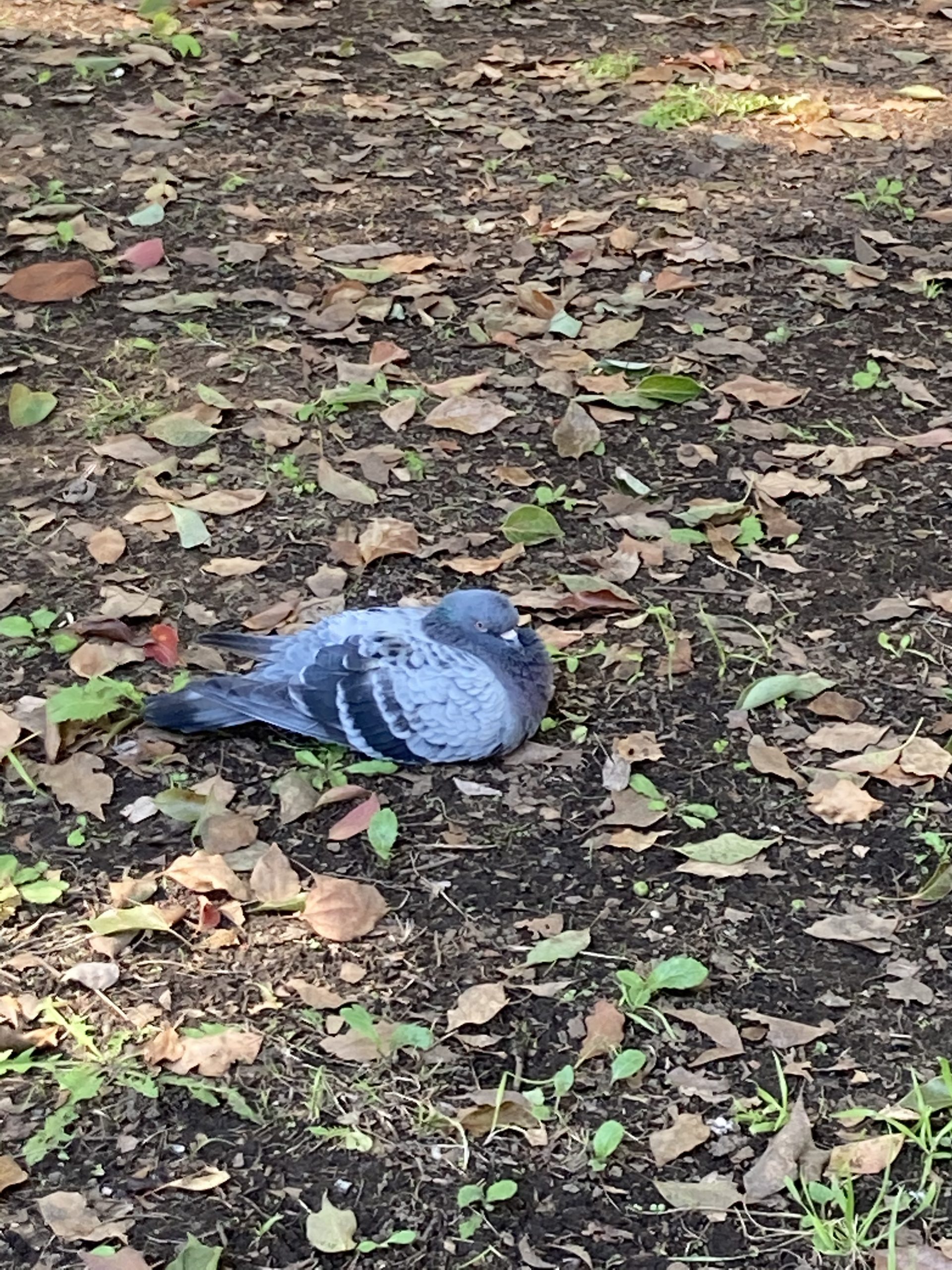 公園の鳩